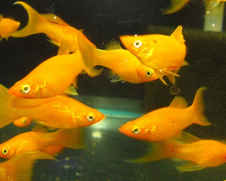 Gold Lyretail Mollies ~ 5cm
